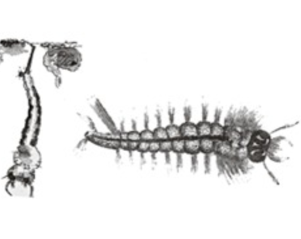 Temephos Pesticide