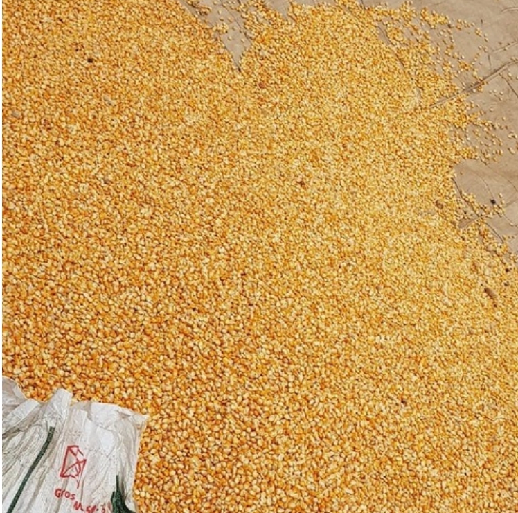 Yellow Corn for Human Consumption