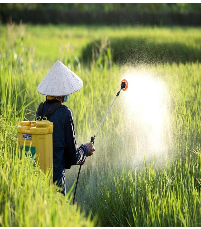 Metribuzin 42% + Clodinafop-Propargyl 12% Herbicide