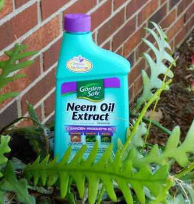 Herbal Neem Oil Extract Pesticide